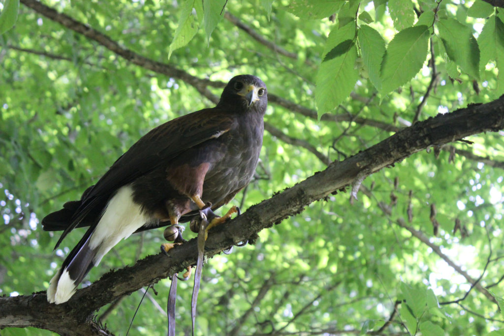 A Harris's hawk outfitted with bells and leather straps called "jessies," which serve as a sort of leash.