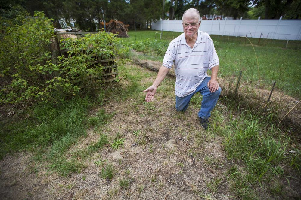 Fifty-year Billerica resident Tim Hinde displays his dried-out lawn, which he cannot water because of town restrictions on watering plants due to the summer drought conditions. Credit: Jesse Costa, WBUR. 