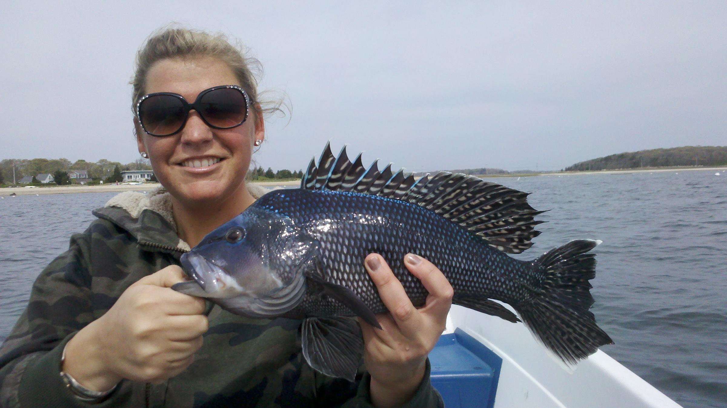 A male black sea bass caught in recreational fishing. Credit: Commercial Fisheries Research Foundation 