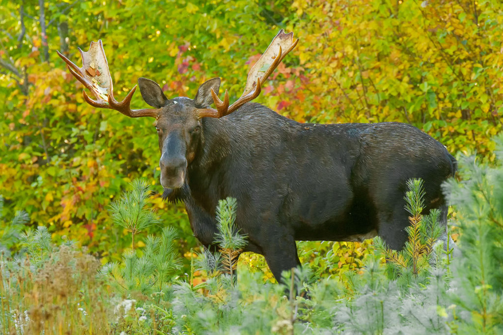 Bull moose in the area designated Katahdin Woods and Waters National Monument (Mark Picard)