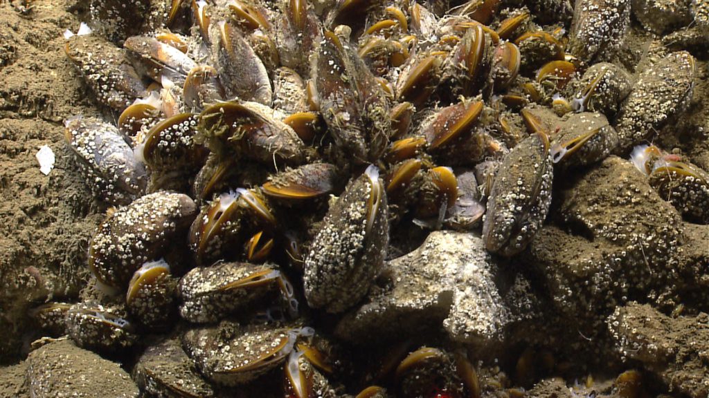 nygrencanyon_chemosynthetic_mussels