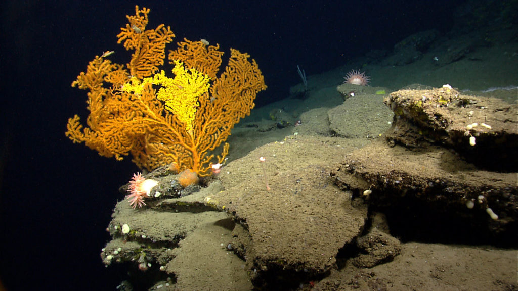 A Paramuricea coral in Nygren Canyon, which is 165 nautical miles southeast of Cape Cod, Massachusetts.