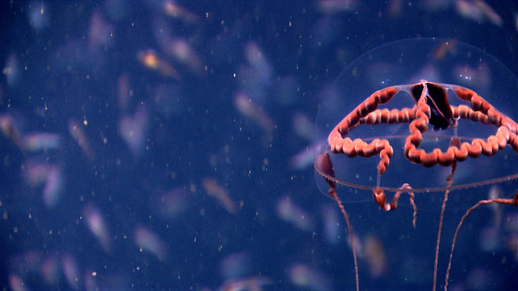 This beautiful hydromedusa was imaged in Washington Canyon.