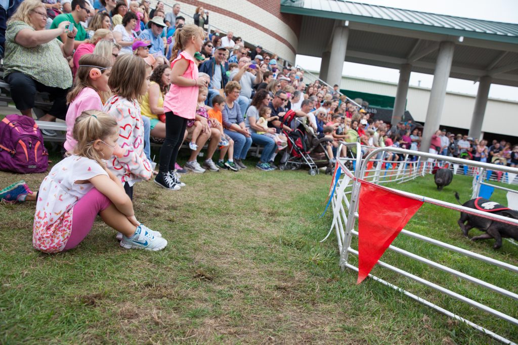 Pig racing at the Big E. (Credit: Ryan King/ WNPR)