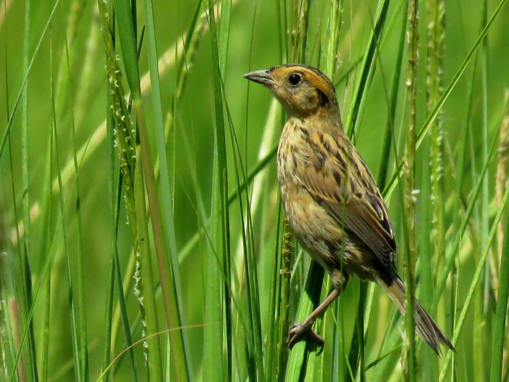 saltmarshsparrow_capatrickcomins_160913