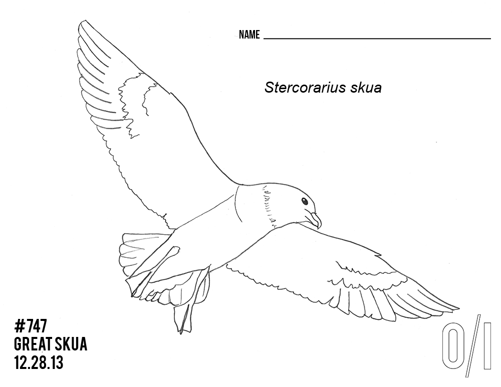 A great skua for your coloring pleasure. (Credit: Outside/In)