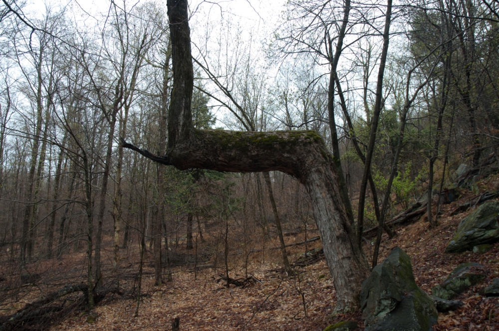 A trail tree near Dan Kubick's home in Putney, Vermont. Credit: John Voci / NEPR 