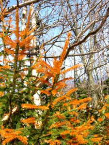 Freezing injury in red spruce needles during the cold winter of 2003 brought about by leaching of calcium from the needles by acid rain. (Credit: G.J. Hawley)