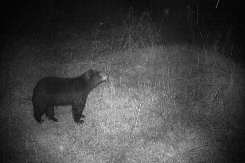 This bear tripped a wildlife camera in Wolcott near the Lamoille River. The cameras show that bear and moose are in the area, but so far do not appear to be using a nearby bridge to move under the highway. Credit: The Nature Conservancy 
