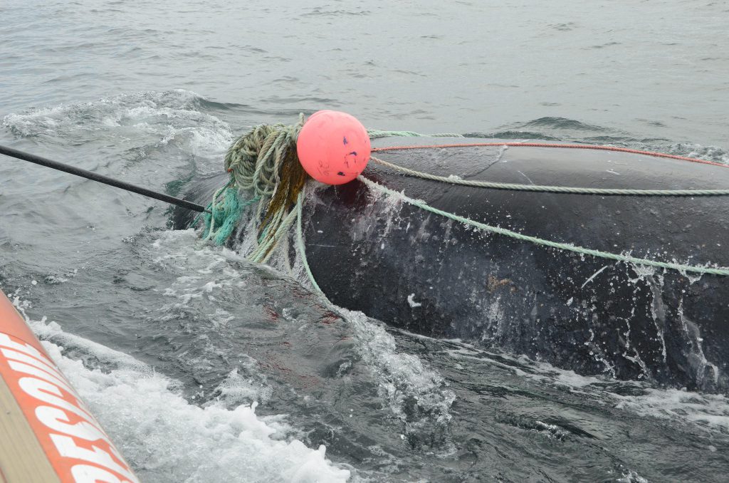 A juvenile male right whale tangled in fishing gear was rescued in August off Campobello Island. Photo courtesy Campobello Whale Rescue. 