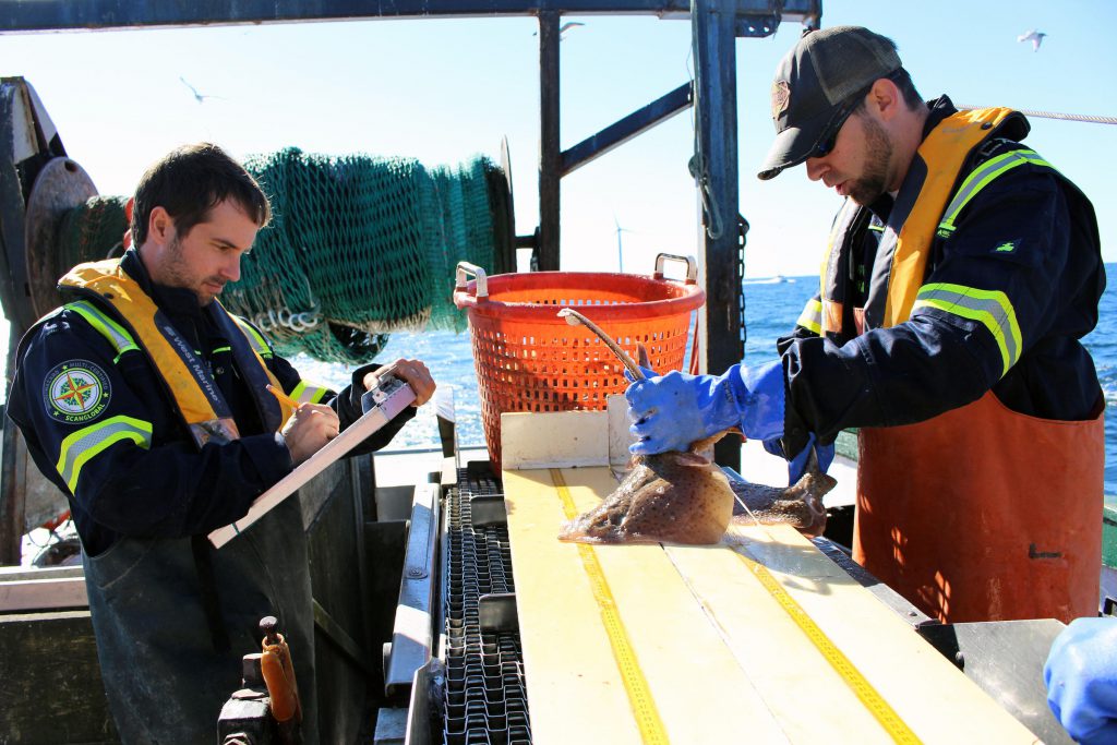 Matthew Griffin and Brian Jenkins measure and weigh all fish species caught for research on the Block Island Wind Farm's potential impacts to fish. Photo credit: Ambar Espinoza 