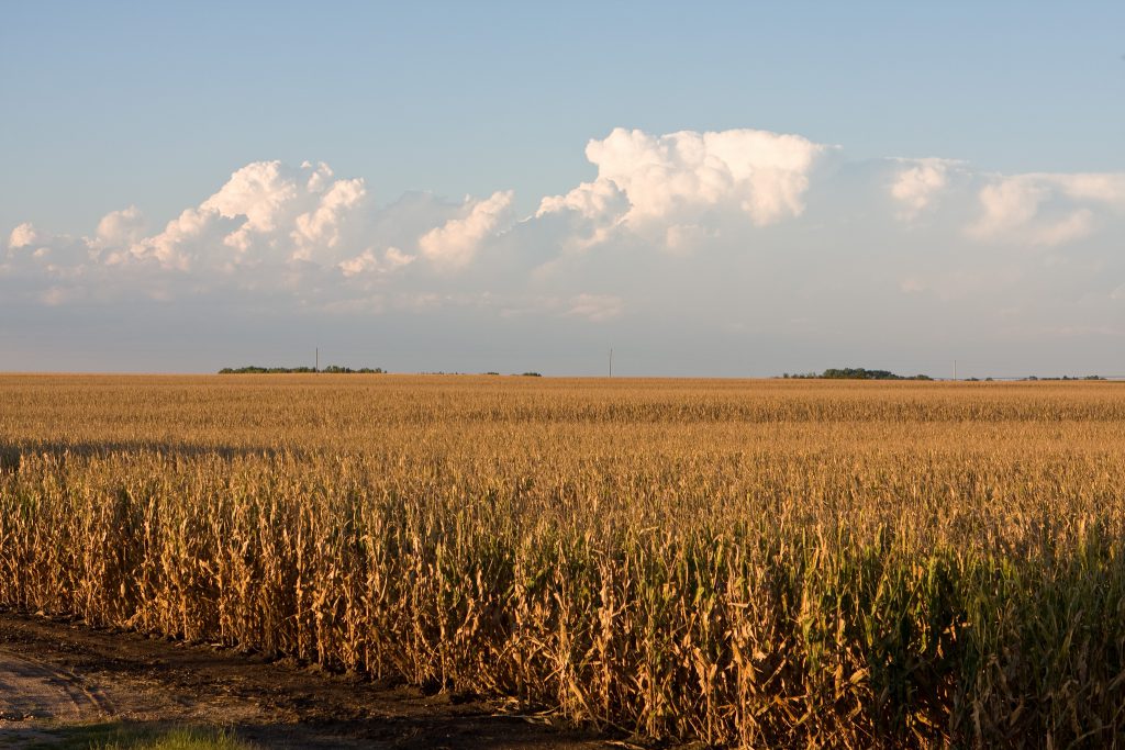 Sweet corn that you buy at the farmstand or supermarket in the summer is not genetically modified. But genetically engineered corn is used as an additive in processed foods and included in livestock feed. (Credit: United Soybean Board)