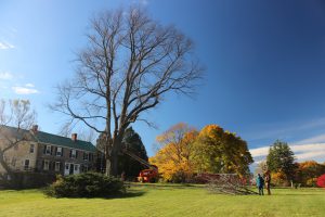 An hour into the process of felling a 109-foot slippery elm in Vermont. (Credit: Kathleen Masterson/VPR)