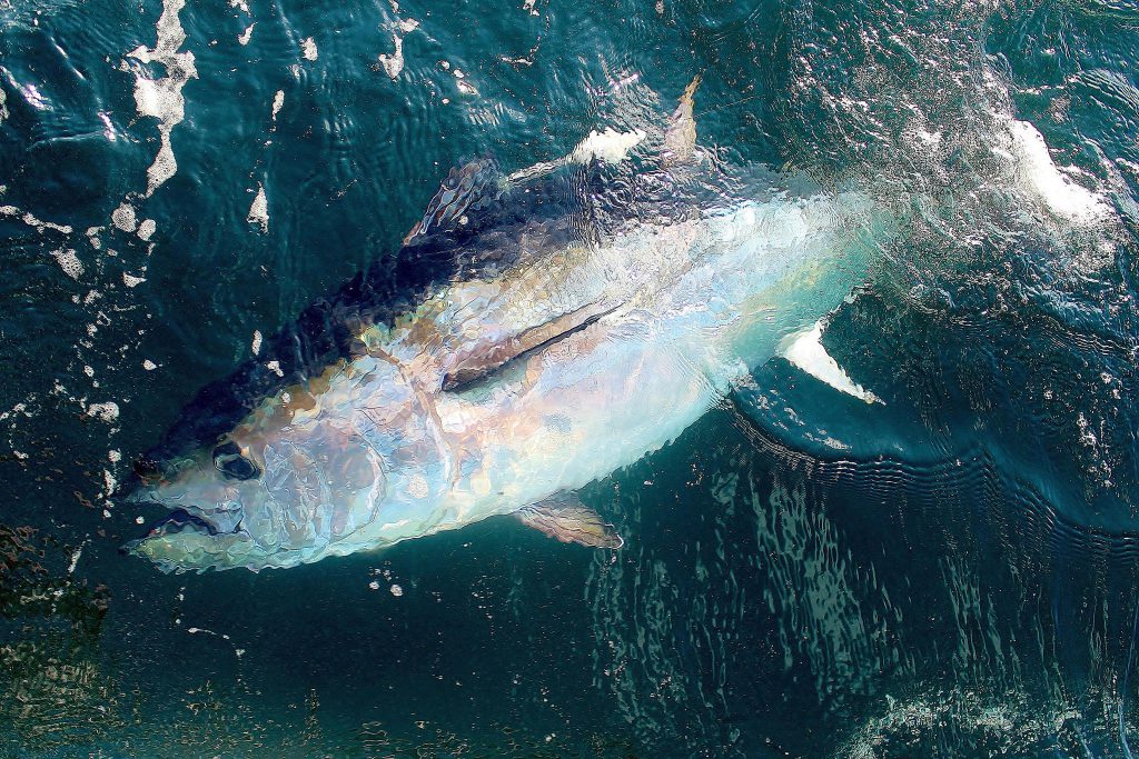 Atlantic bluefin tuna. Photo credit: Virginia Institute of Marine Science / Creative Commons 