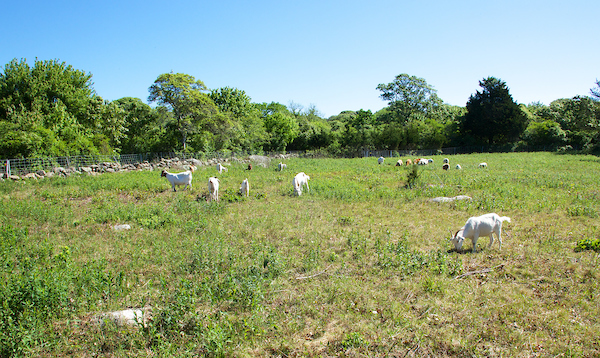 Fulling Mill Brook – Goats
