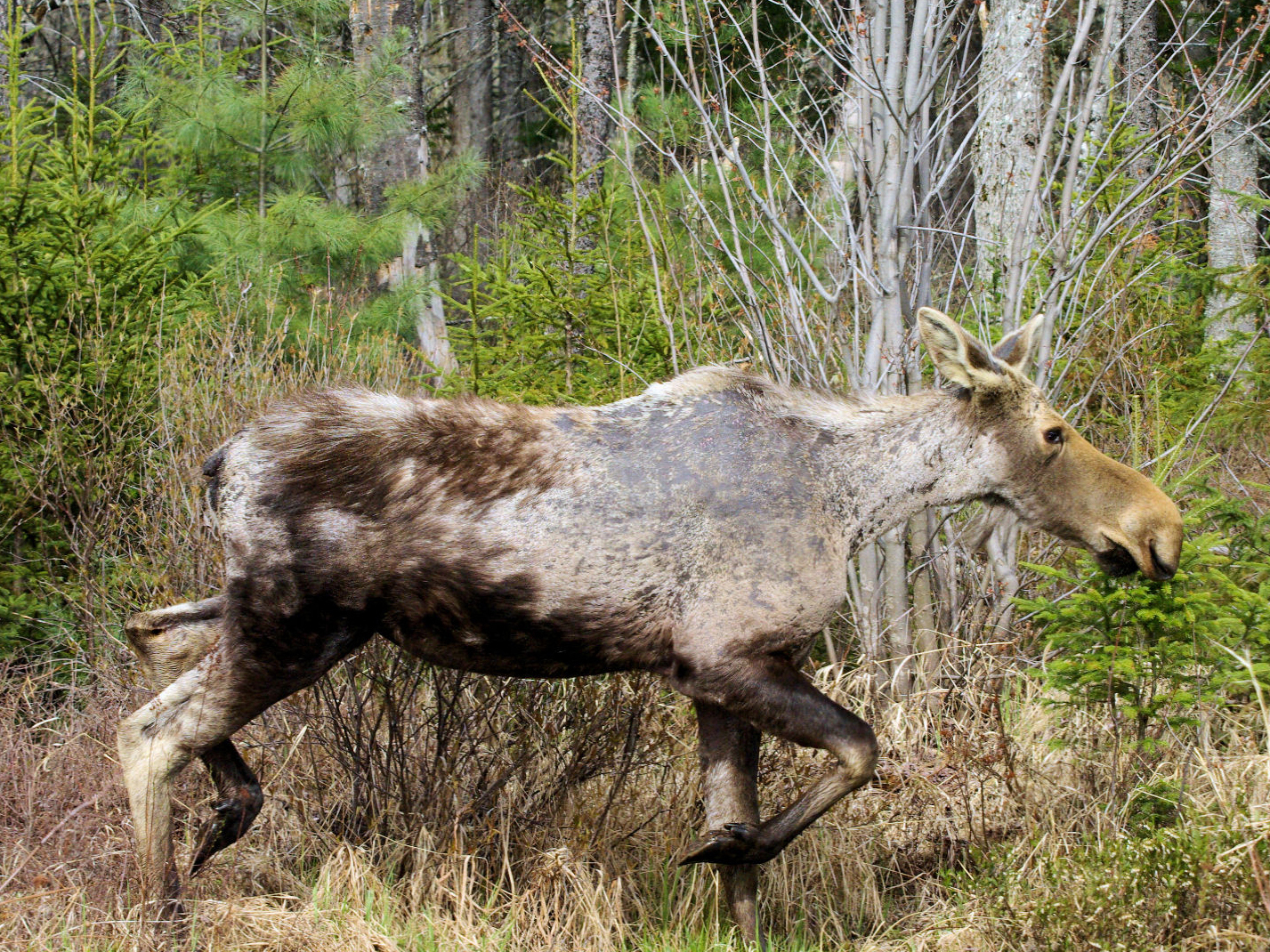 When moose rub against trees in attempt to remove winter ticks, they can scrape off much of their dark brown hair, exposing pale undercoat and grey skin, like this female. These animals are nicknamed "ghost moose." Photo by Daniel Bergeron for NHFG