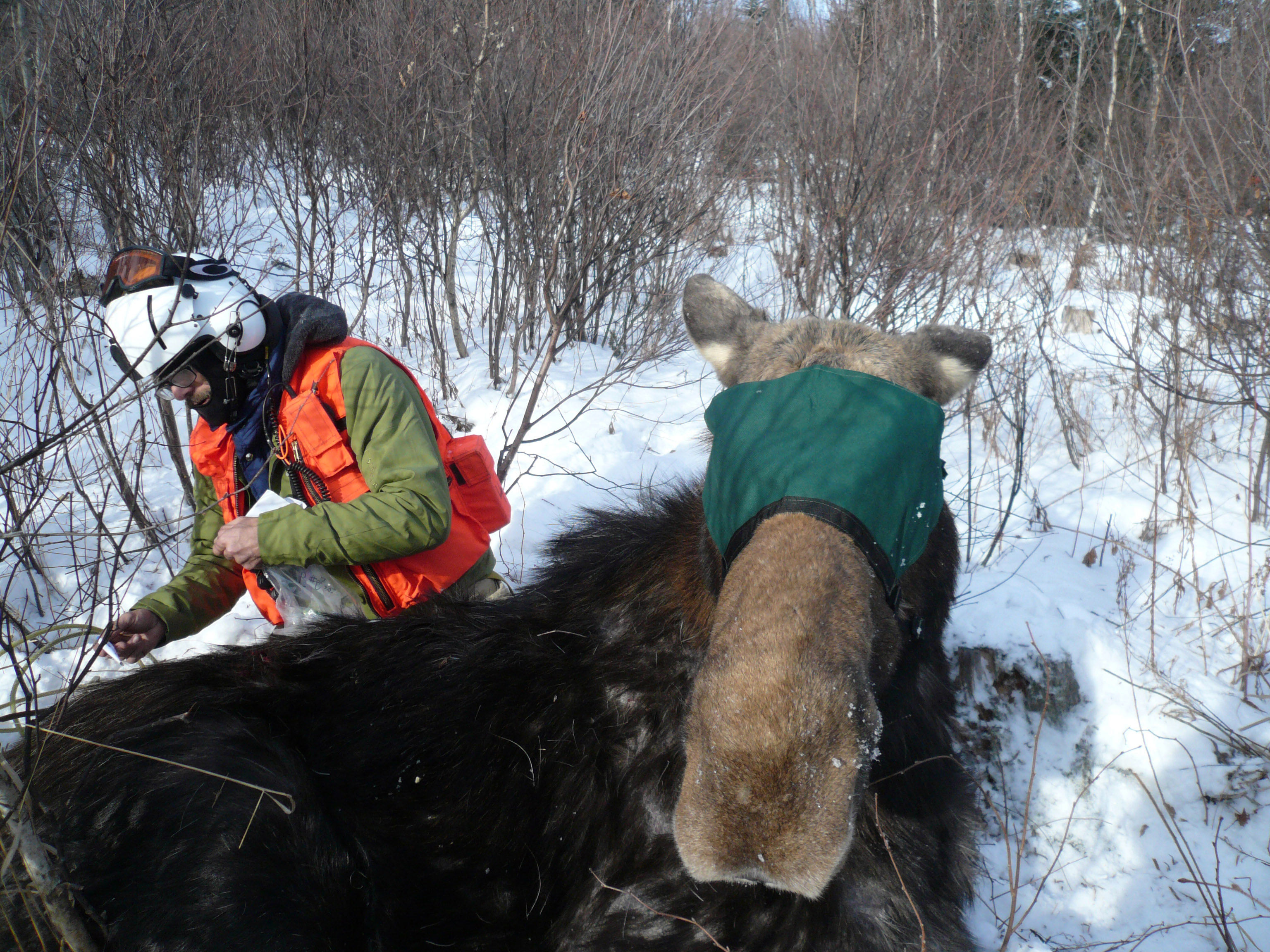 moose-field-collar-lg