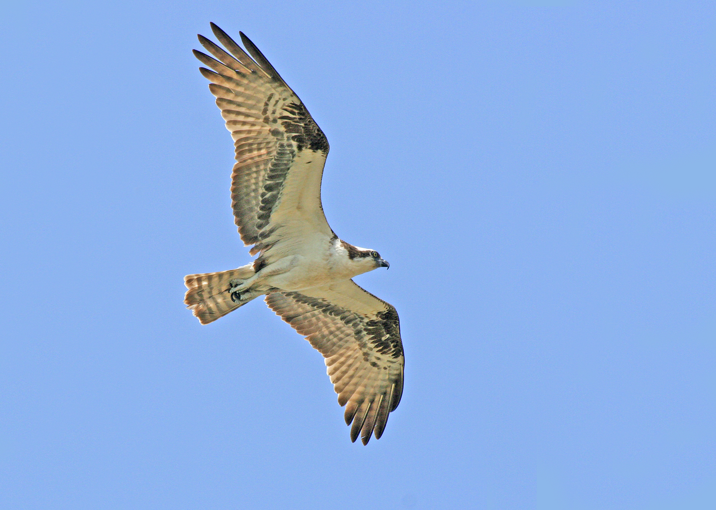 Osprey _MG_6288 Flight-Wide