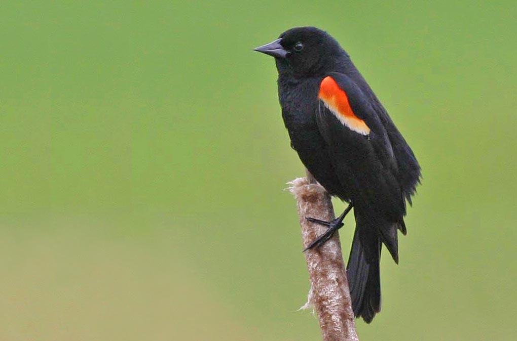 Redwing-On cattail