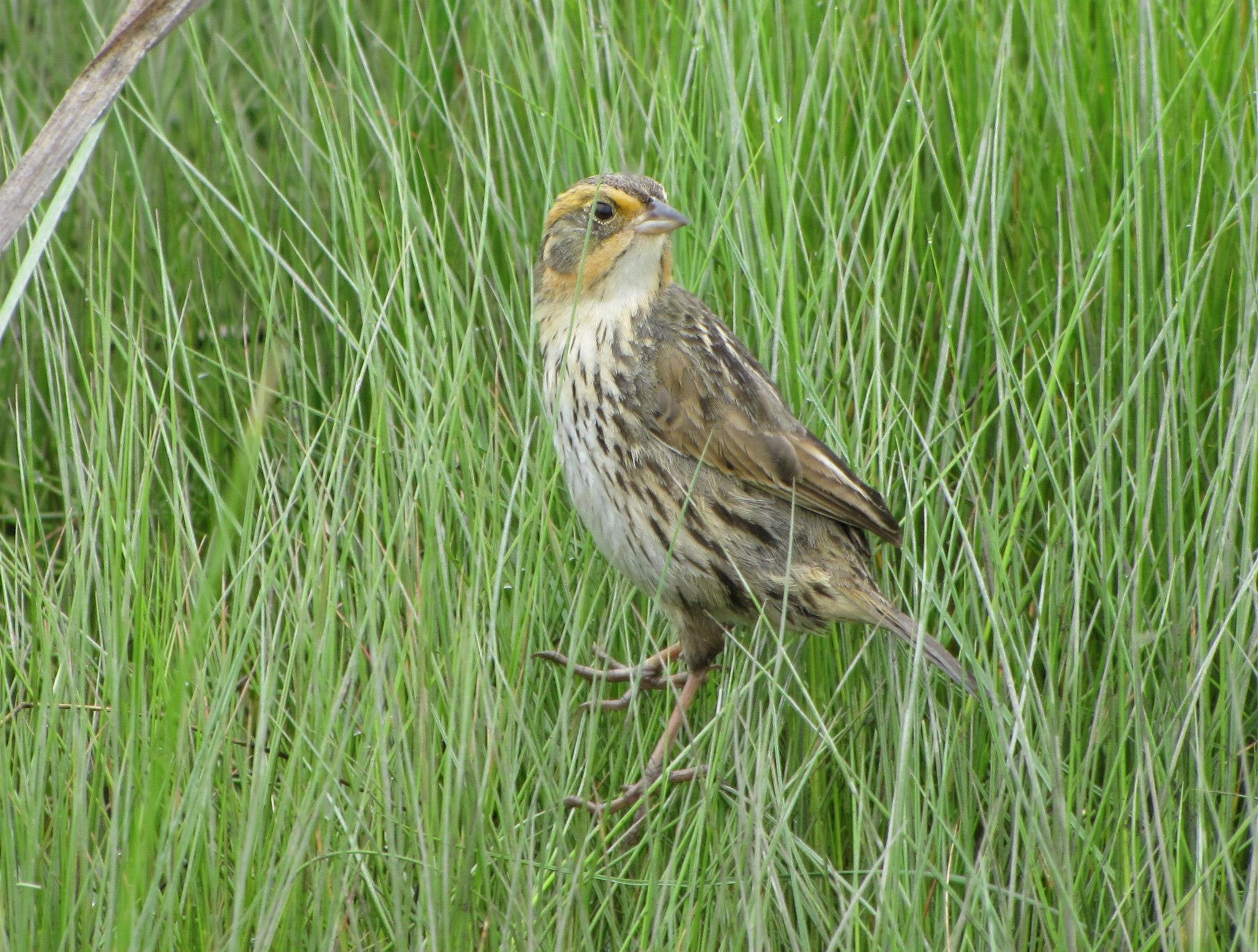 Saltmarsh Sparrow-Please Credit Patrick Comins Audubon CT