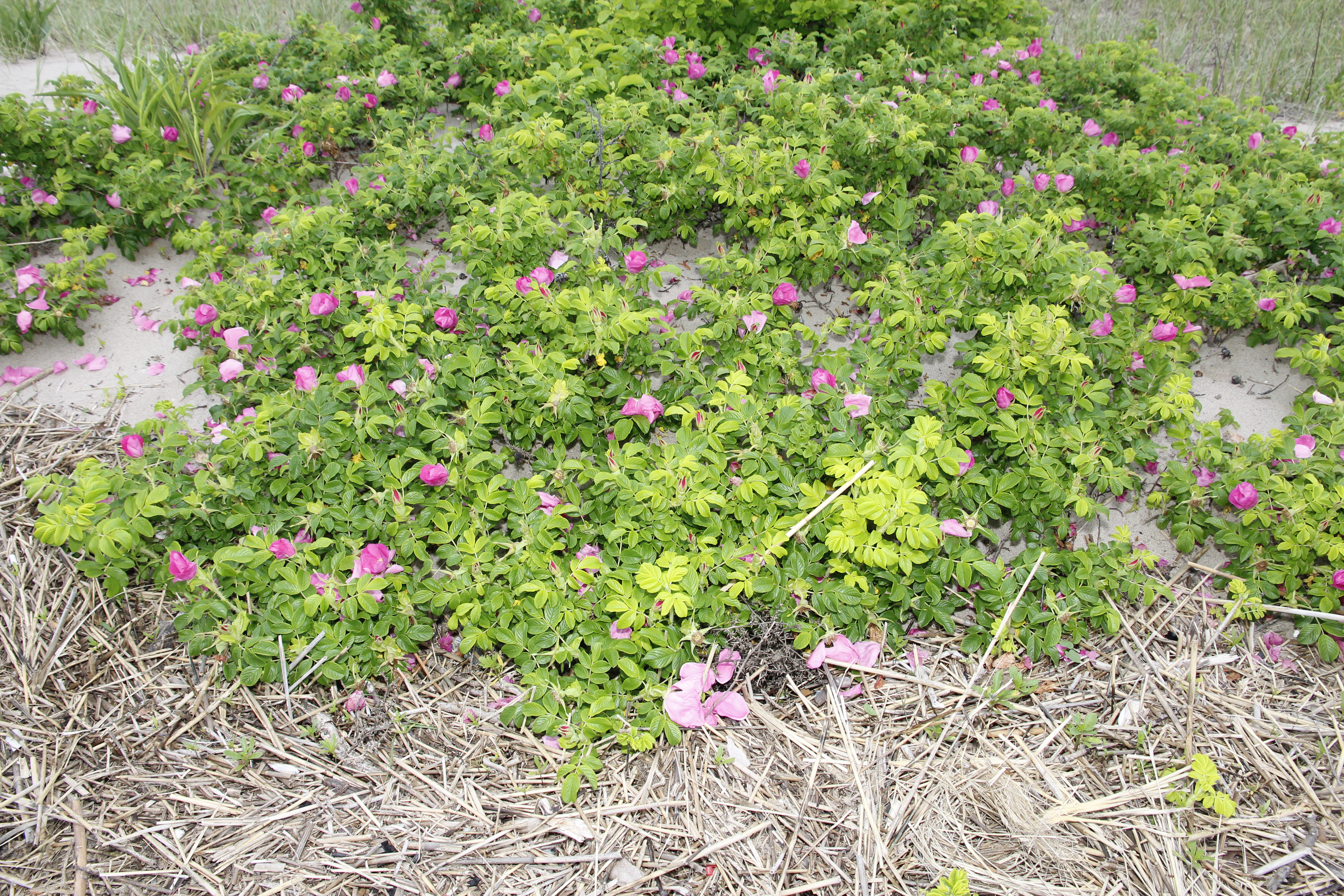 Wrinkled Rose Bush