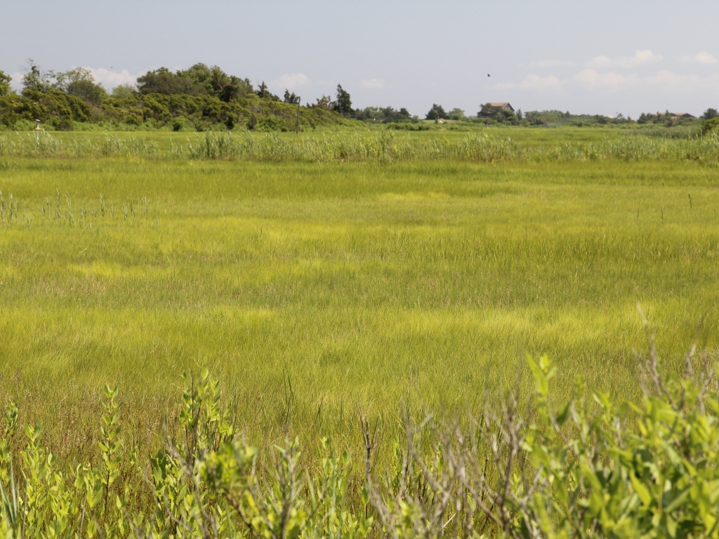 highsaltmarsh