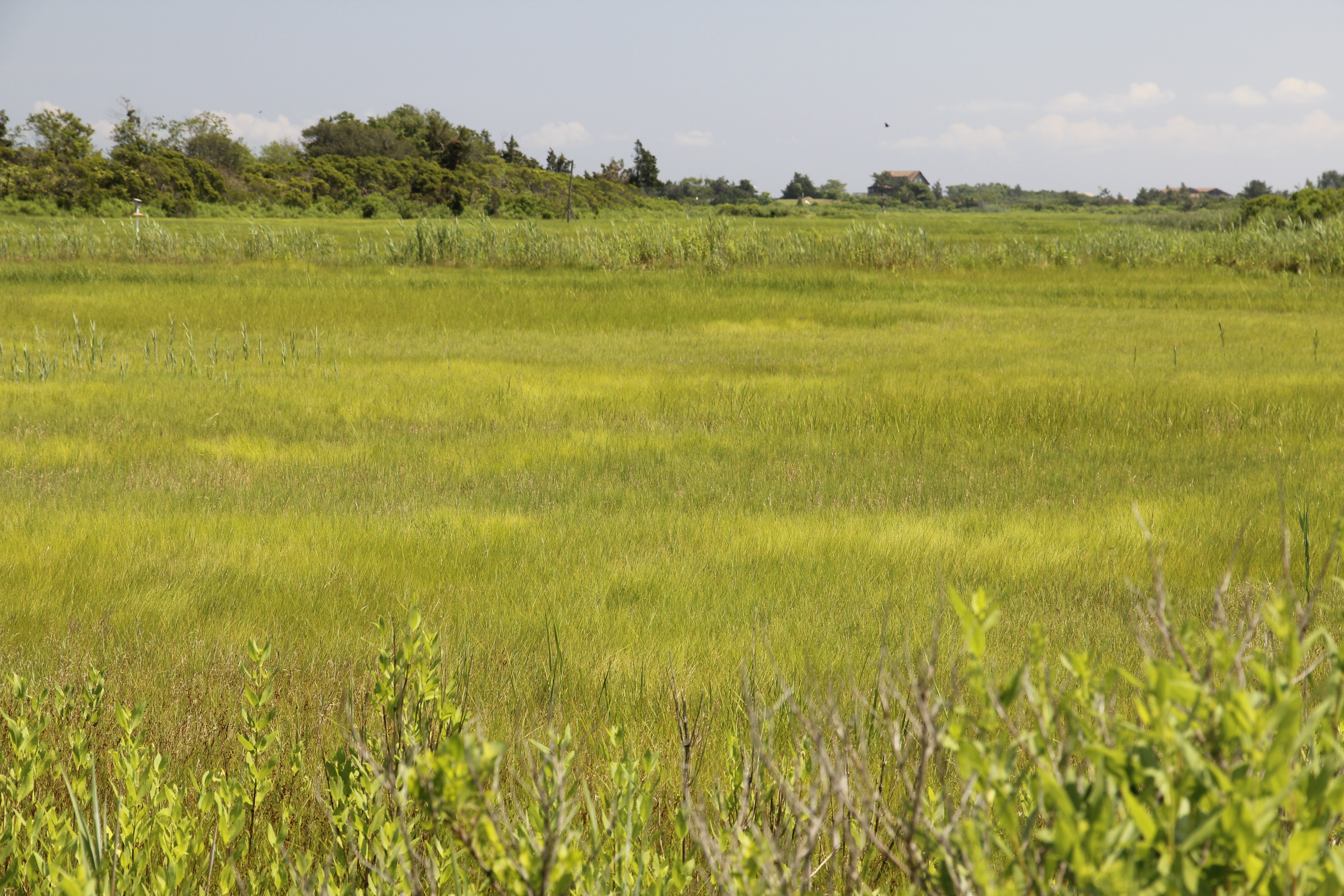 highsaltmarsh