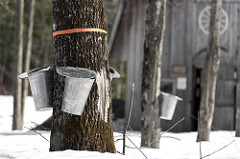 Maple sugar collection. (CC/USDA).