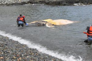 ALLIED WHALE, COLLEGE OF THE ATLANTIC