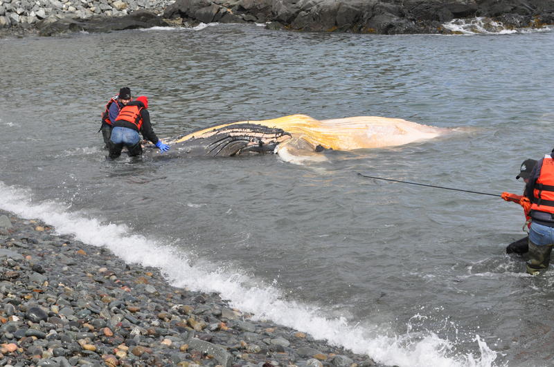 ALLIED WHALE, COLLEGE OF THE ATLANTIC