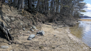 The large stones seen here were once the foundation of a garrison house that stood in the early 17th century near Great Bay. Photo by Jason Moon for NHPR