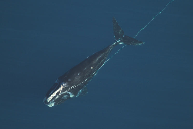 A 4-year-old right whale entangled in heavy fishing rope 40 miles east of Jacksonville, Florida, in Feb. 2014. Photo courtesy of the Florida Fish and Wildlife Conservation Commission, taken under NOAA Research Permit #15488