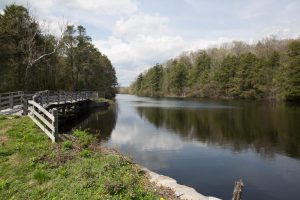 This portion of the Menunketesuck River splits itself between Westbrook and Clinton. It's only a few miles from Long Island Sound, and even closer to a nearby highway. But among the trees and water, all that noise feels so far away. Photo by Patrick Skahill for Connecticut Public Radio