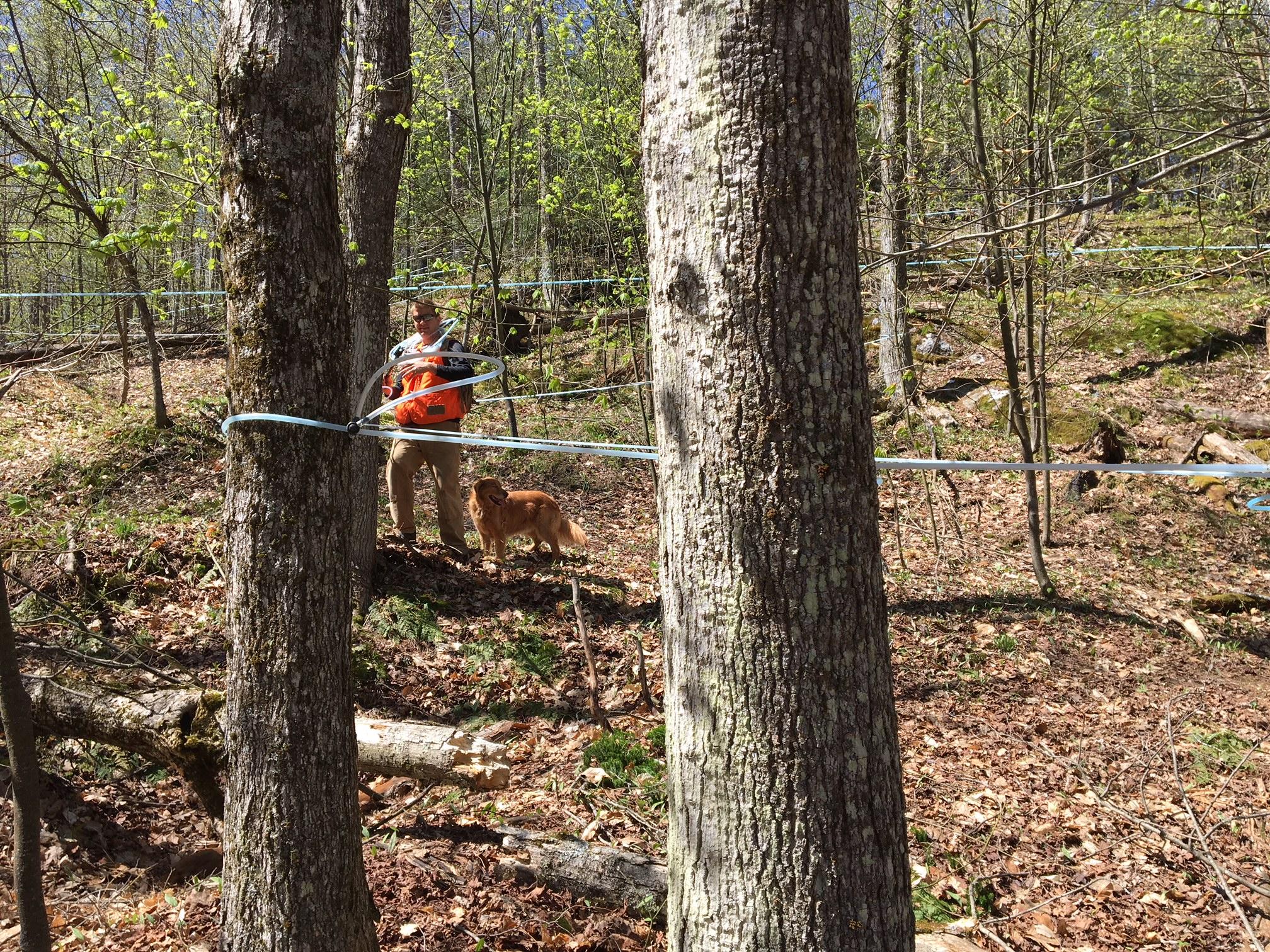 At the end of the season, sugarmakers have to pull thousands of taps by hand. Photo by John Dillon for VPR