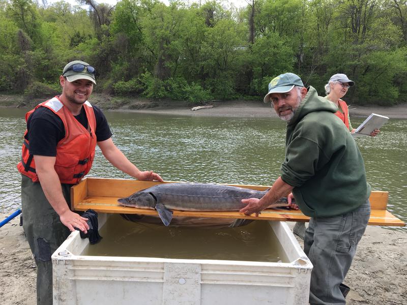 Fish and Wildlife technician Taylor Booth, left, and biologist Chet MacKenzie measure a male sturgeon caught in the Winooski River. Photo by John Dillon for VPR