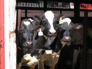 The federal office that sets milk prices for the Northeast recently allowed milk to be dumped at the farm. Photo by Ric Cengeri for VPR