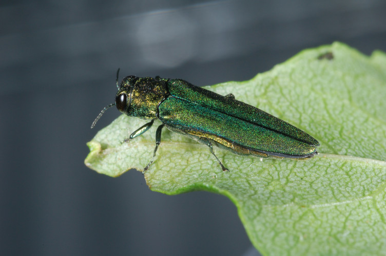 The emerald ash borer beetle sits on leaf. U.S. Department of Agriculture, Flickr