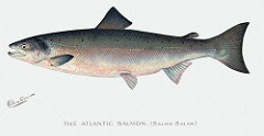 A drawing of the Atlantic Salmon. Image from NYS DEC/Flickr