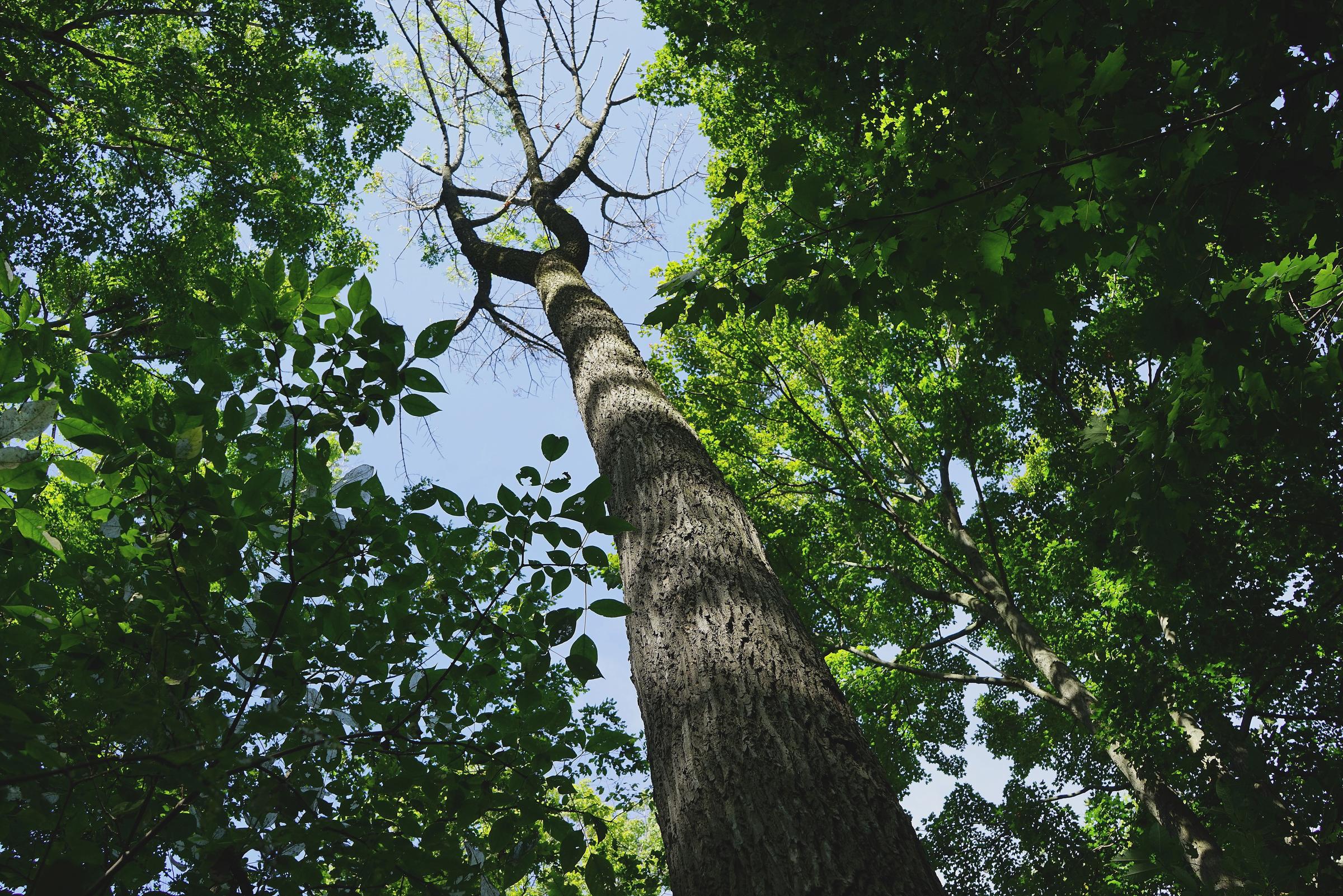 A dying ash tree infected by Emerald Ash Borer. Photo by Michael Hunter/Wikimedia Commons