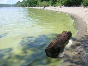 Algae bloom seen in Burlington in 2015. Photo courtesy of the Vermont Department of Health