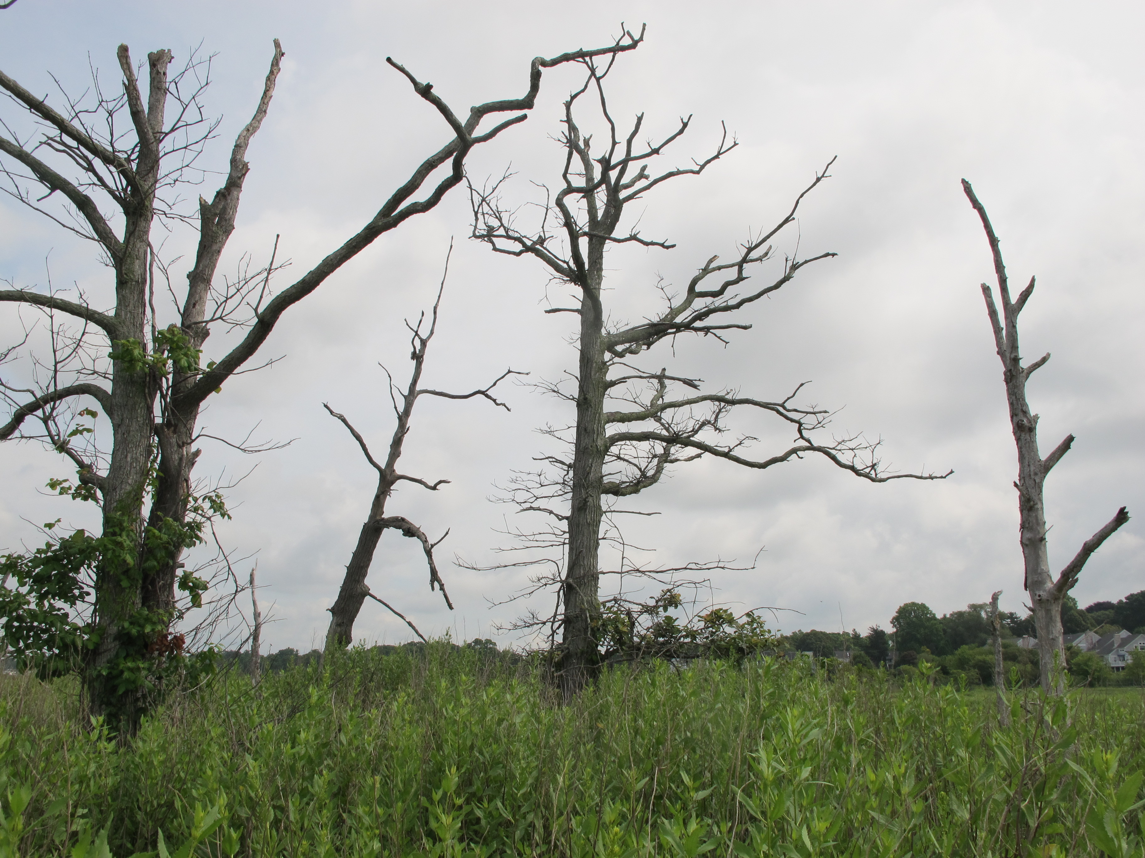 A tupelo tree in Rhode Island. Photo by Elizabeth Rush