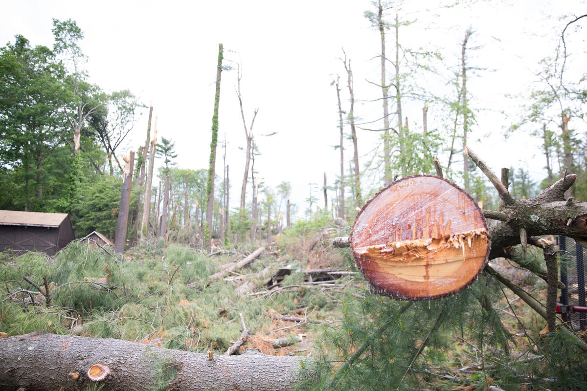 Julie Hulten, a volunteer with the Sleeping Giant Park Association, said her group is eager to help clean up the park, but they're staying out until they get the green light from the state. Photo by Patrick Skahill for Connecticut Public Radio