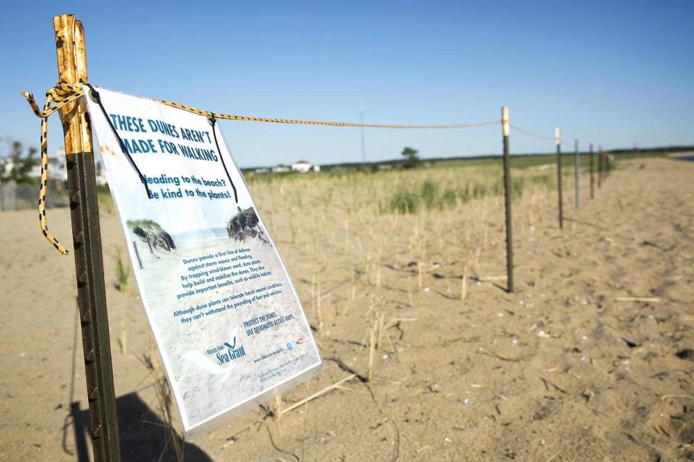 An area of recently planted beach grass on Plum Island is roped off for its protection. Photo by Robin Lubbock for WBUR