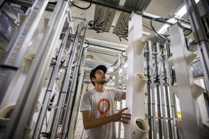 STEM Cultivation co-founder and chief technology officer Chris Denaro slides PVC columns, each one holding up to 12 cannabis plants, into the center aisle of the STEM Box. Photo by Jesse Costa for WBUR