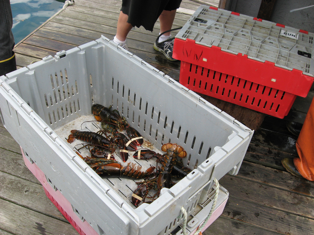 Lobsters caught by Spruce Head Fisherman's Coop in South Thomaston, Maine. Photo by Maine Public Radio