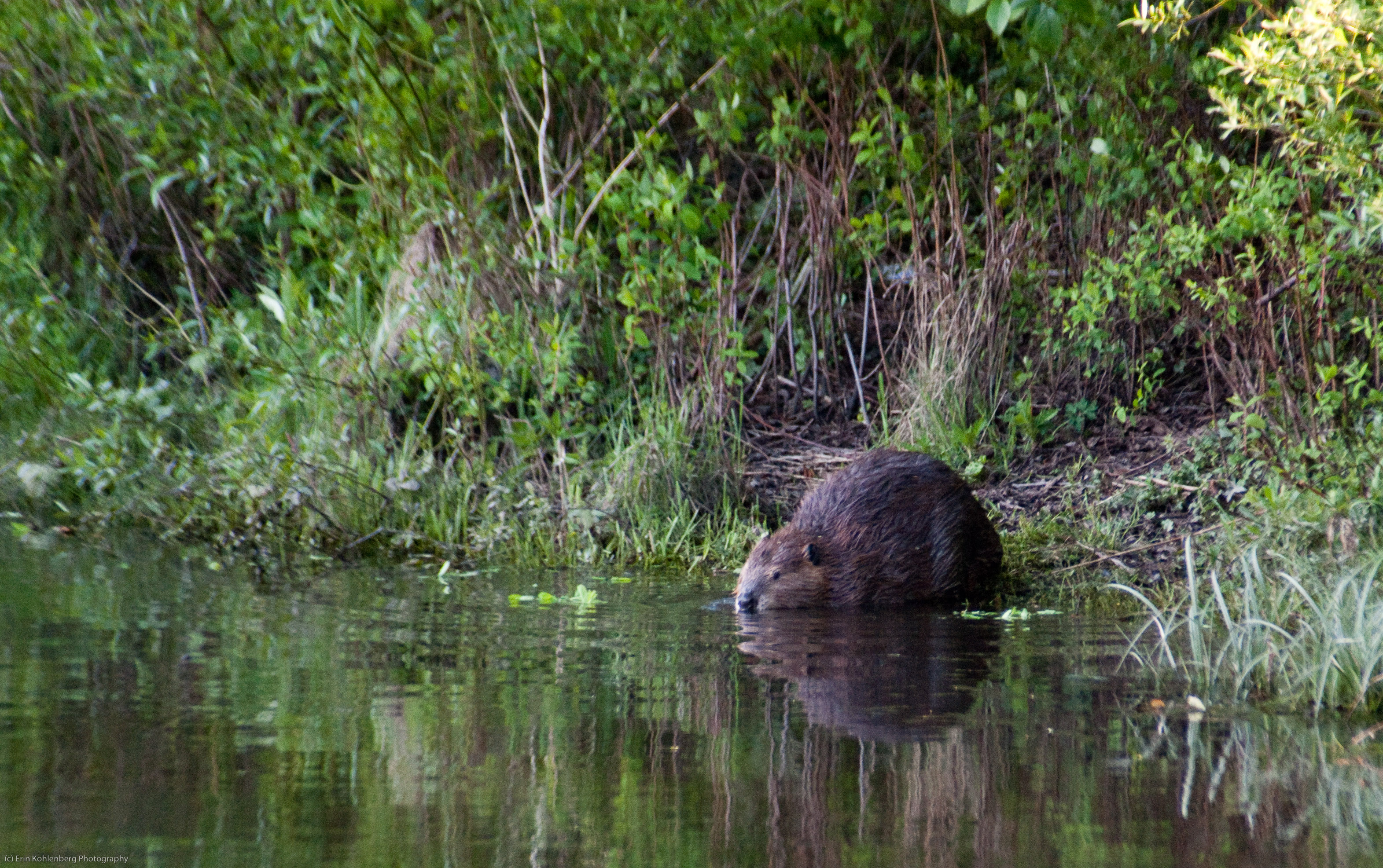 A beaver. Photo by Erin Kohlenberg, Flickr