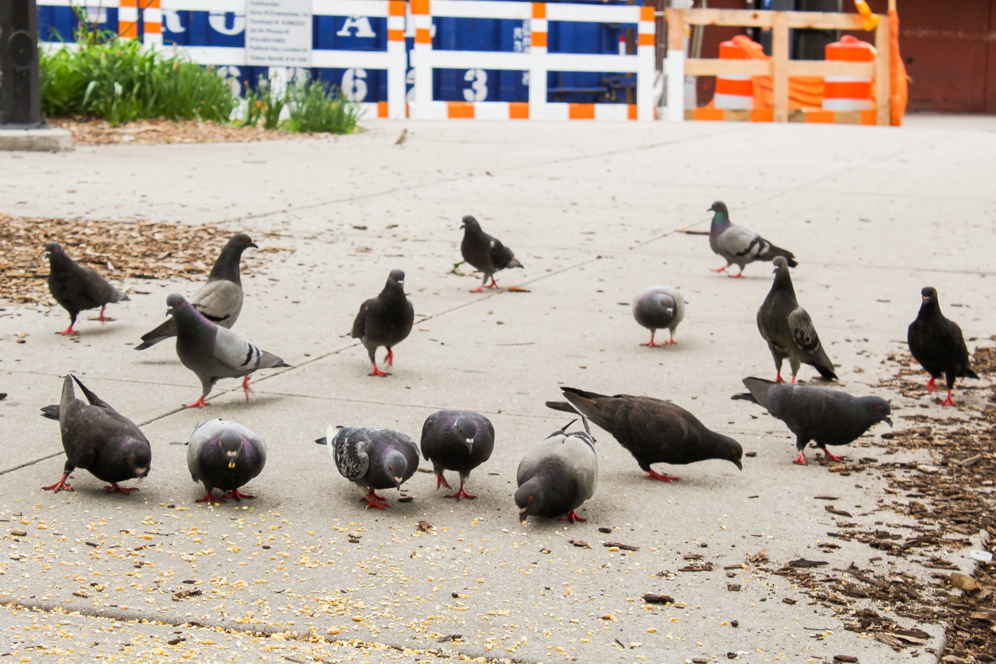 Pigeons. Photo by Christie Taylor for Science Friday