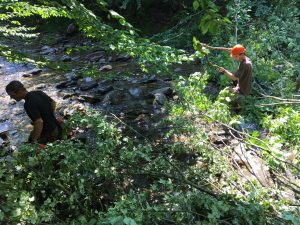 To improve habitat on Calavale Brook, first you have to drop some trees in the stream. Photo by John Dillon for VPR