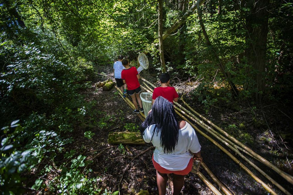 Campers from the Mashpee Wampanoag tribe search for bugs in the cedar swamp. Photo by Jesse Costa for WBUR