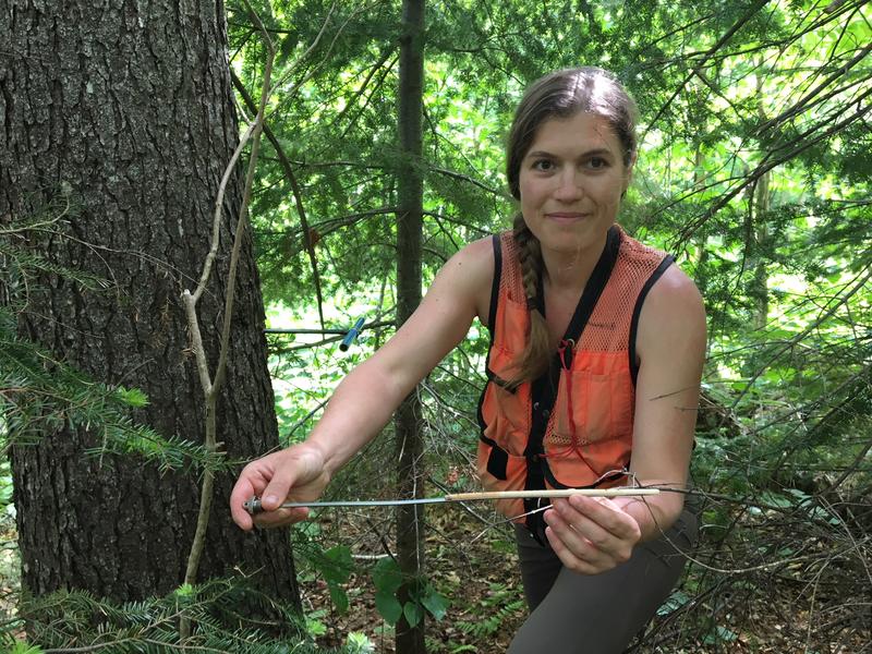 Scientist Alexandra Kosiba shows a core sample from a red spruce that shows strong growth over the last deacde. Photo by John Dillon for VPR